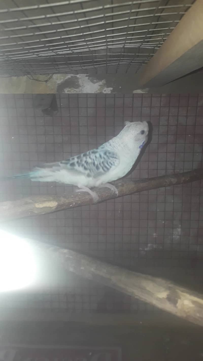 budgies Breeder TCB 5