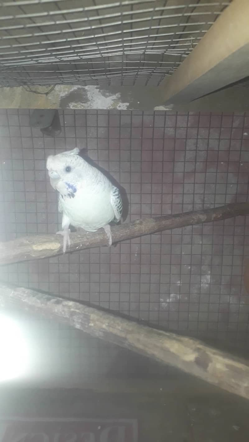 budgies Breeder TCB 6