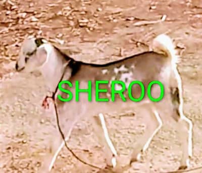 CODO SIZE BREEDER VERY SMART HEALTY