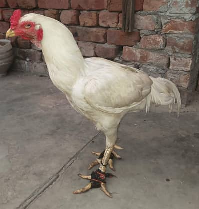 Thai chicks | Heera pair | Thai cross chicks