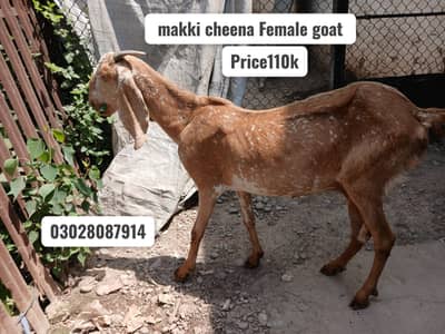 bakri for sale