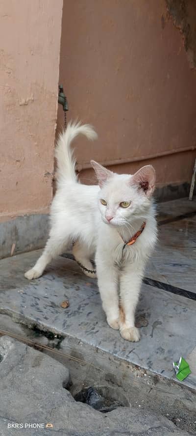 Cat Looking for a Beautiful Family  Only Watsapp 0315-5634269