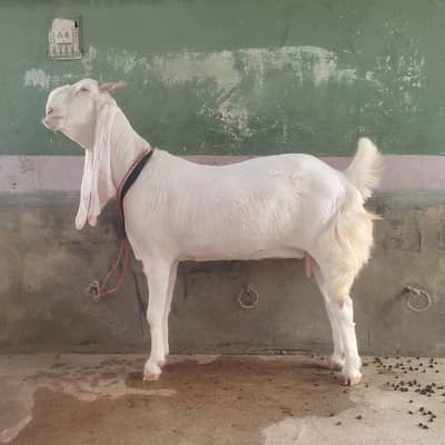 Gulabi Bakri For Sale | Pink Goat | Full Size Bakri