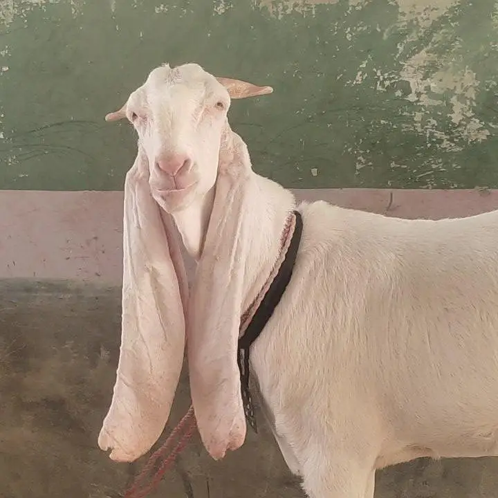 Gulabi Bakri For Sale | Pink Goat | Full Size Bakri — photo 2