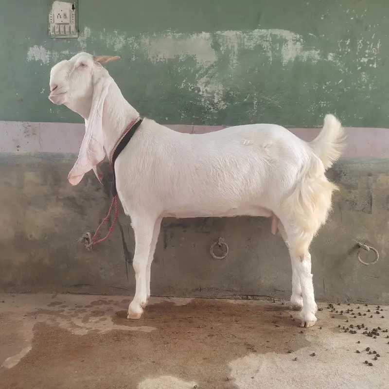 Gulabi Bakri For Sale | Pink Goat | Full Size Bakri — photo 3