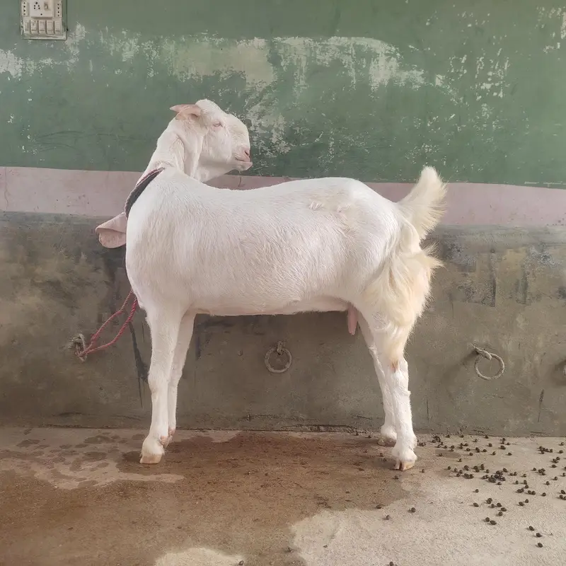 Gulabi Bakri For Sale | Pink Goat | Full Size Bakri — photo 4