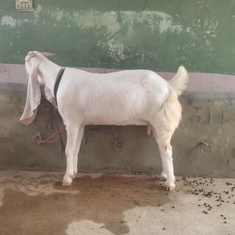 Gulabi Bakri For Sale | Pink Goat | Full Size Bakri — photo 5