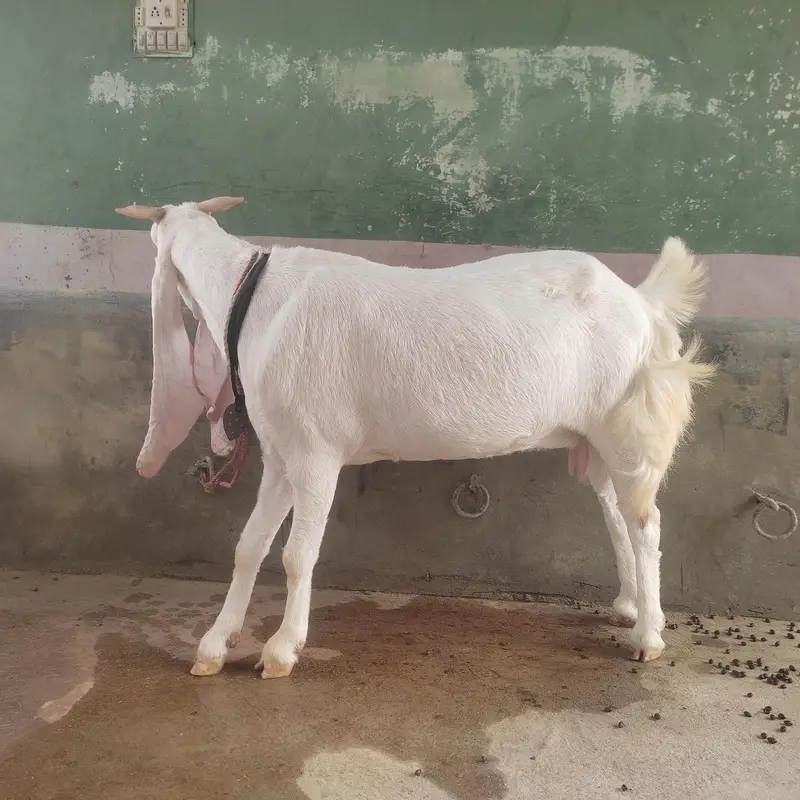 Gulabi Bakri For Sale | Pink Goat | Full Size Bakri — photo 6