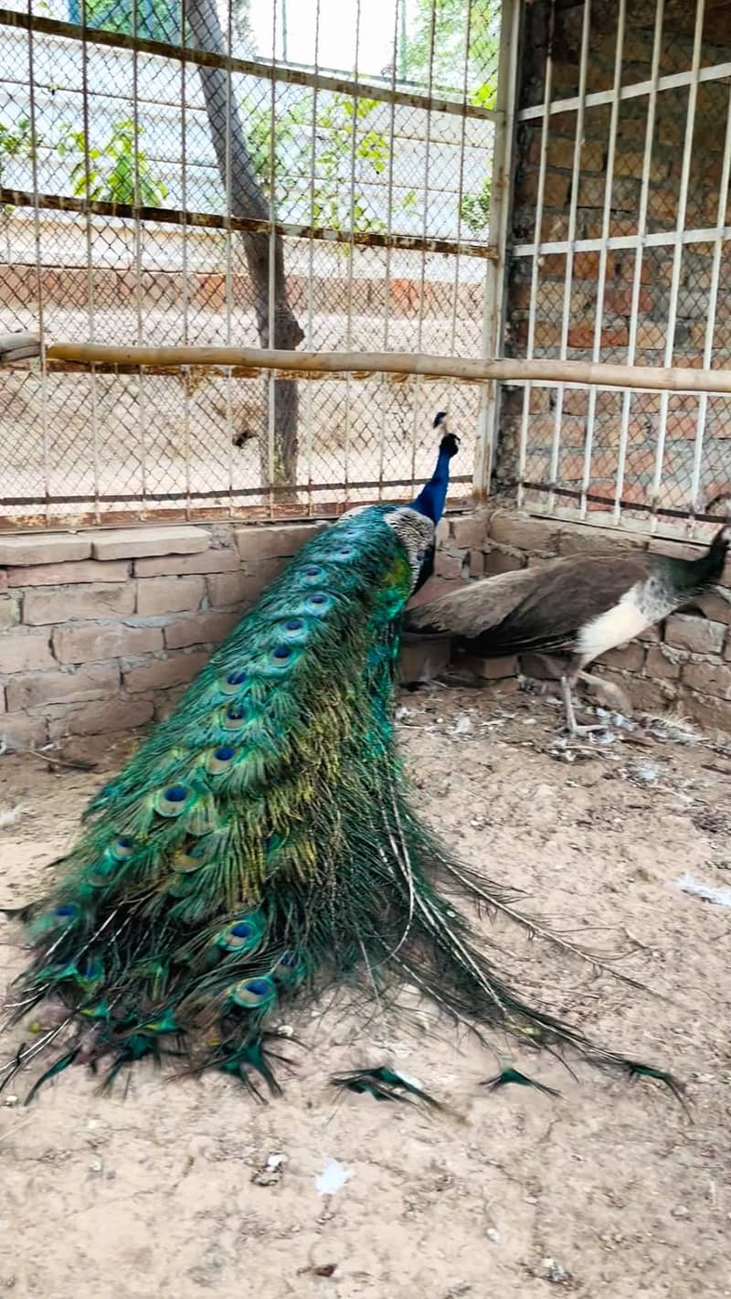 peacock mor moor 0