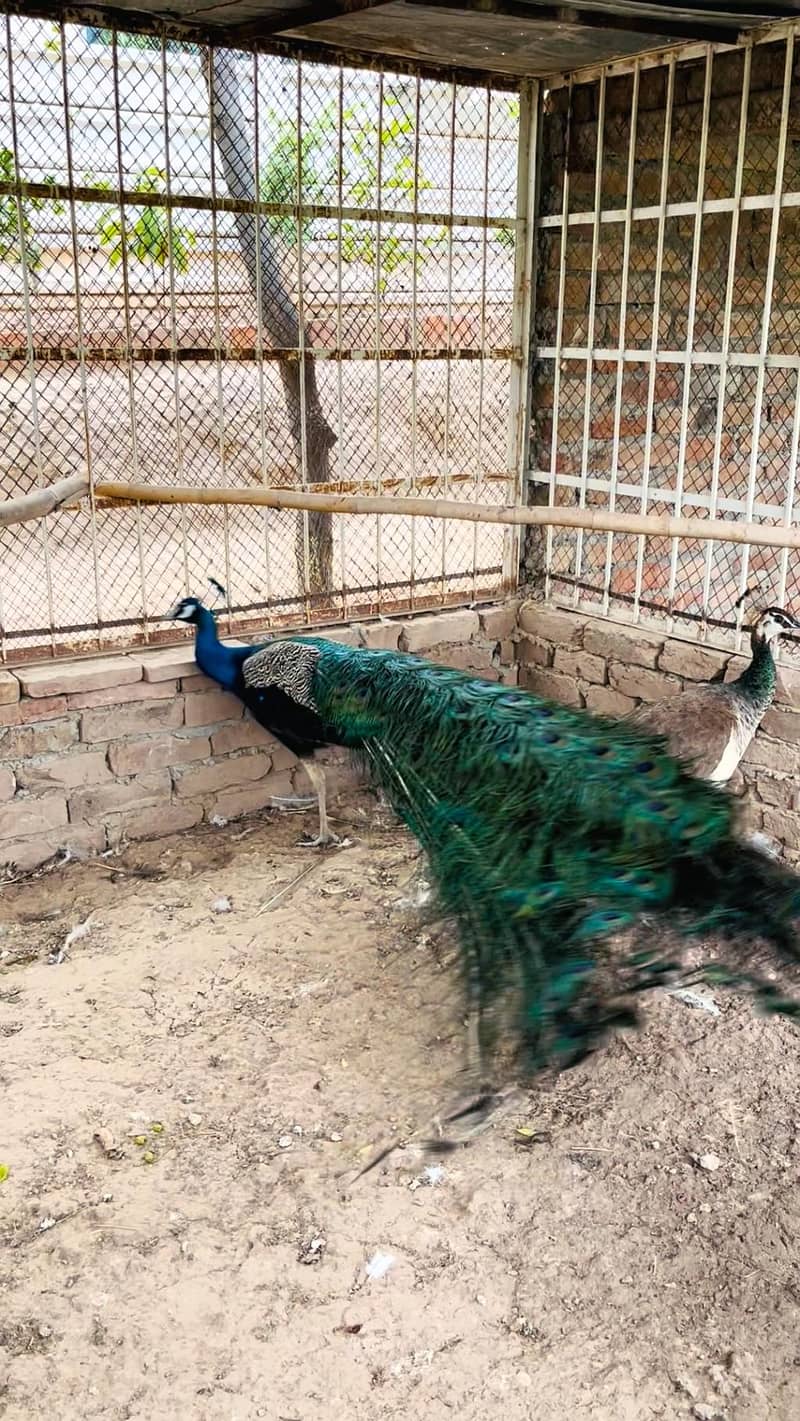 peacock mor moor 6