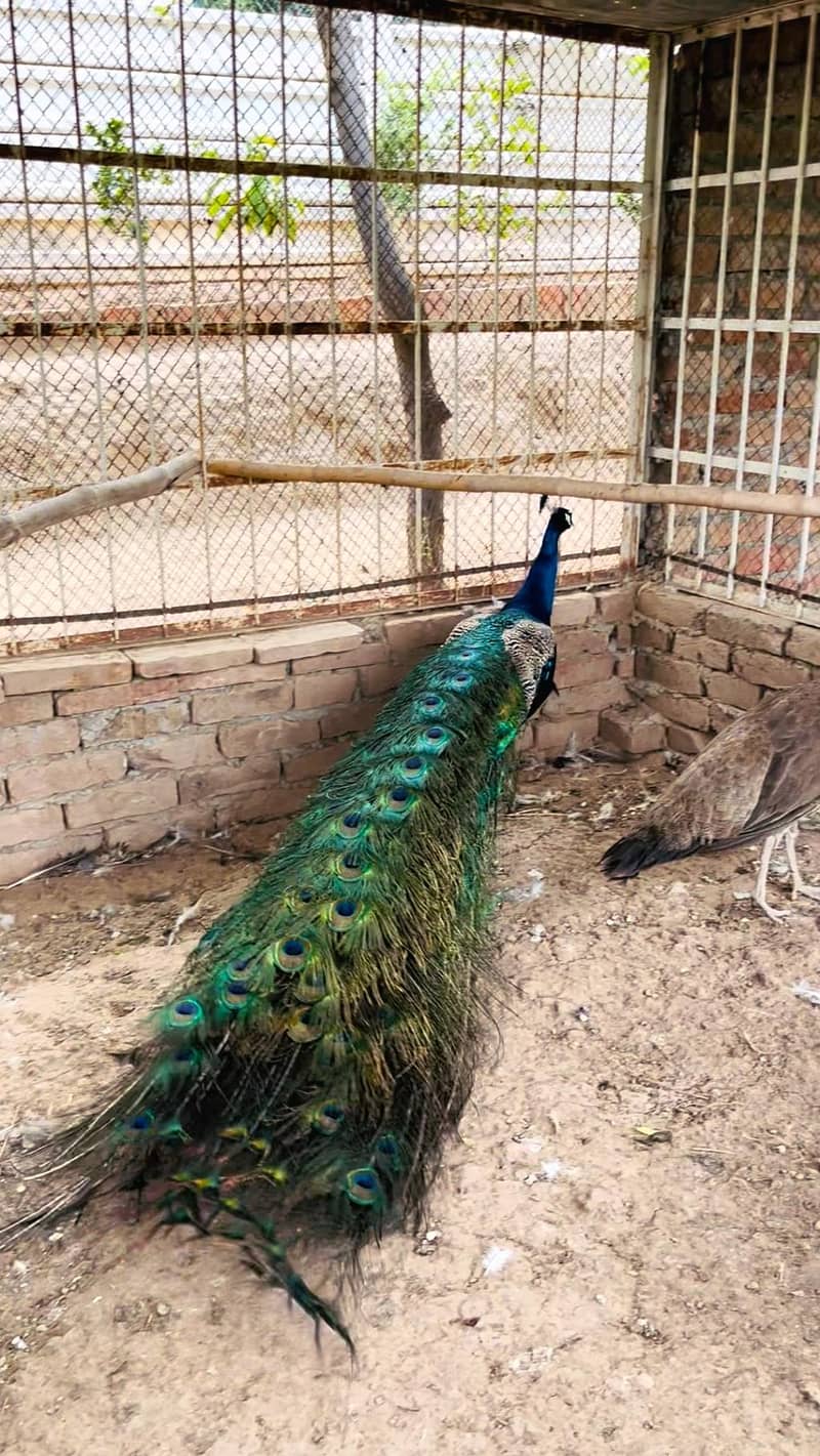 peacock mor moor 8
