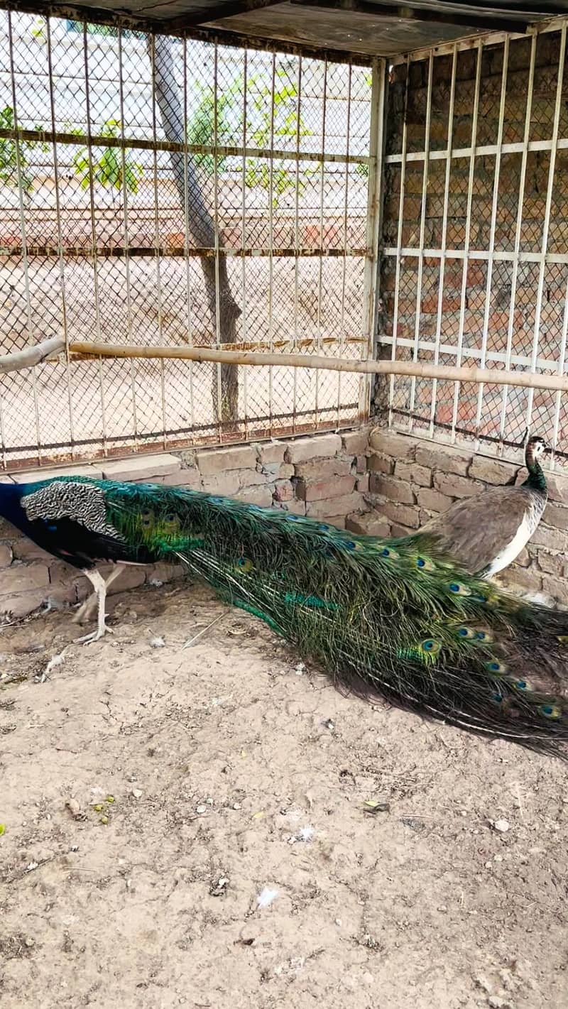 peacock mor moor 9