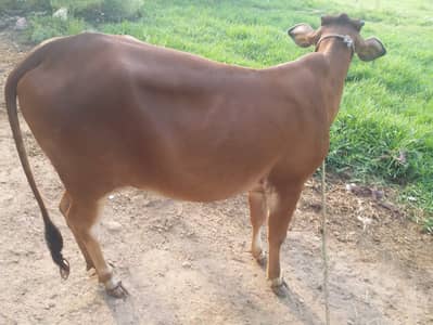 Sahiwal Breed | Cow For sale | Bachri | female