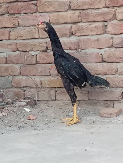 Pure Black Shamo Pair for Sale - 2 Pairs Available