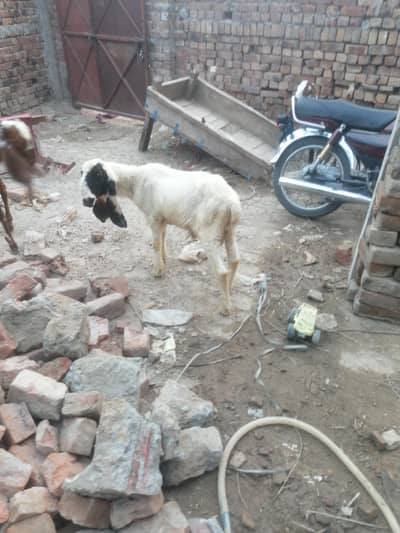 Desi chatra kajla cross for sale