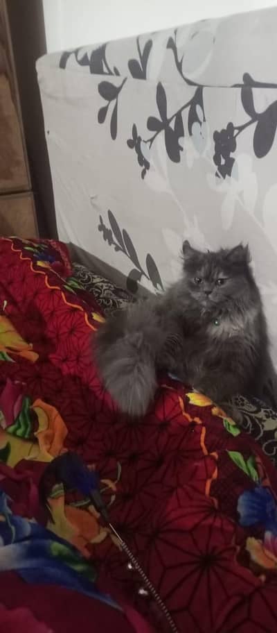 Persian cat grey colour for sale