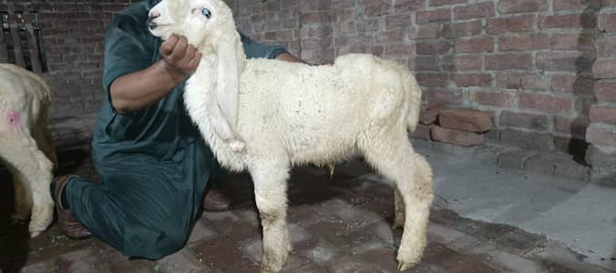 2.5 Month Old Healthy White Chatra for Sale –Active Quality