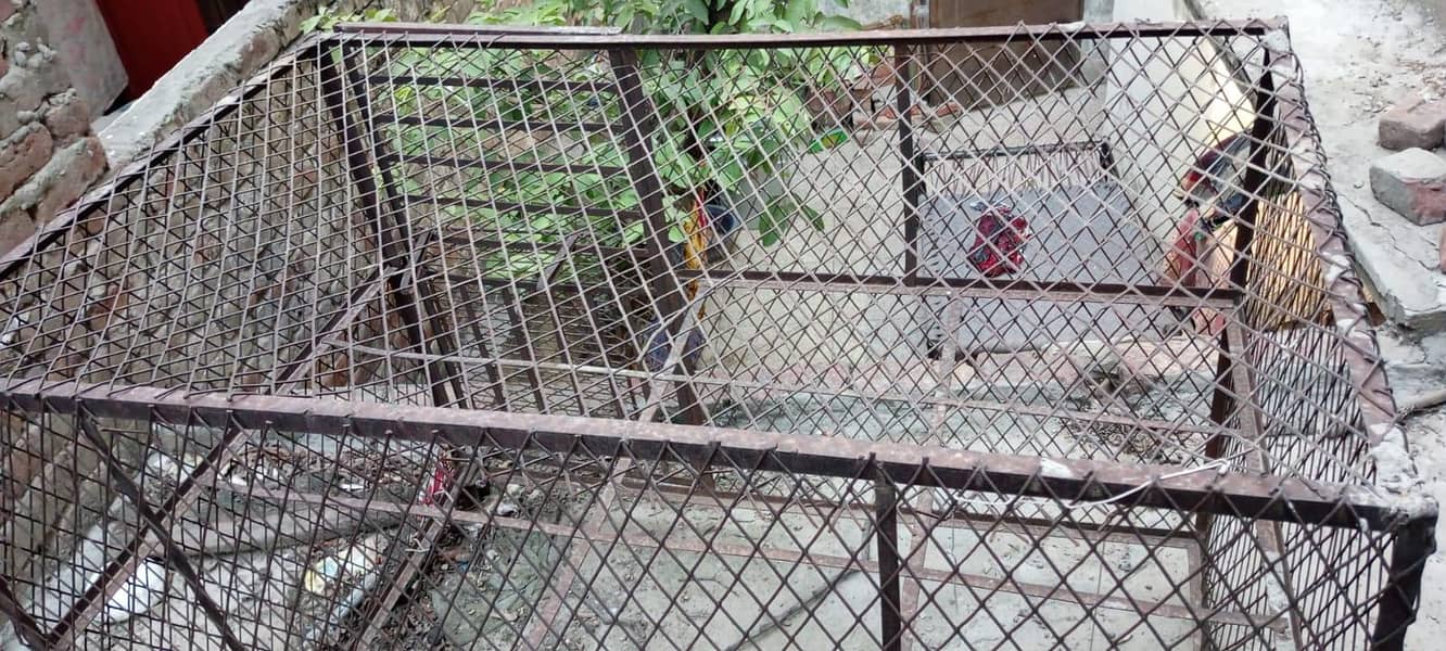Hens & Pigeon Cage 2