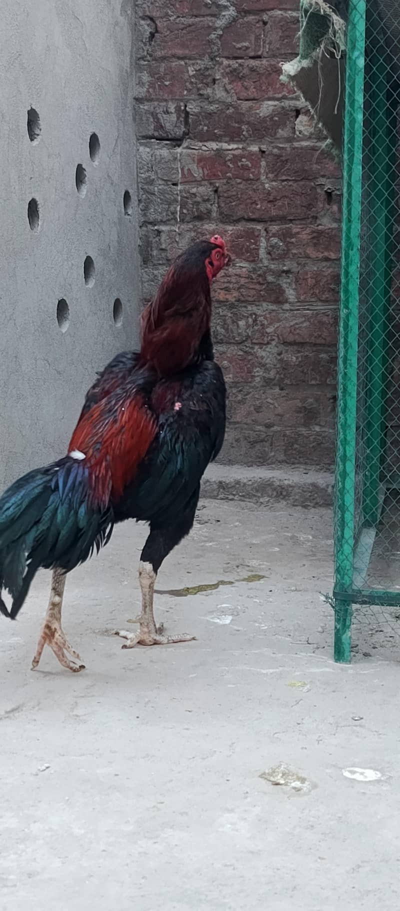 mian wali aseel 1