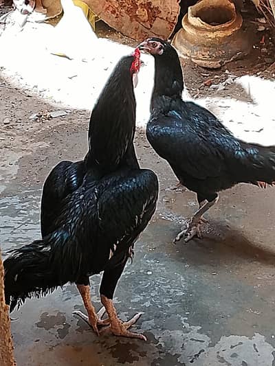 Aseel Mushka Patthy and Fertile Eggs For sale