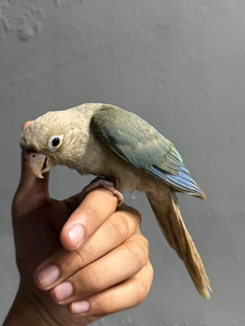 cinnamon conure/turquoise conure 0