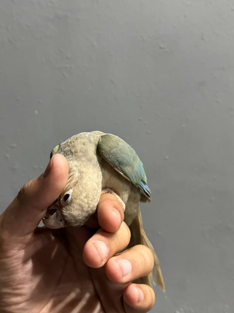 cinnamon conure/turquoise conure 2