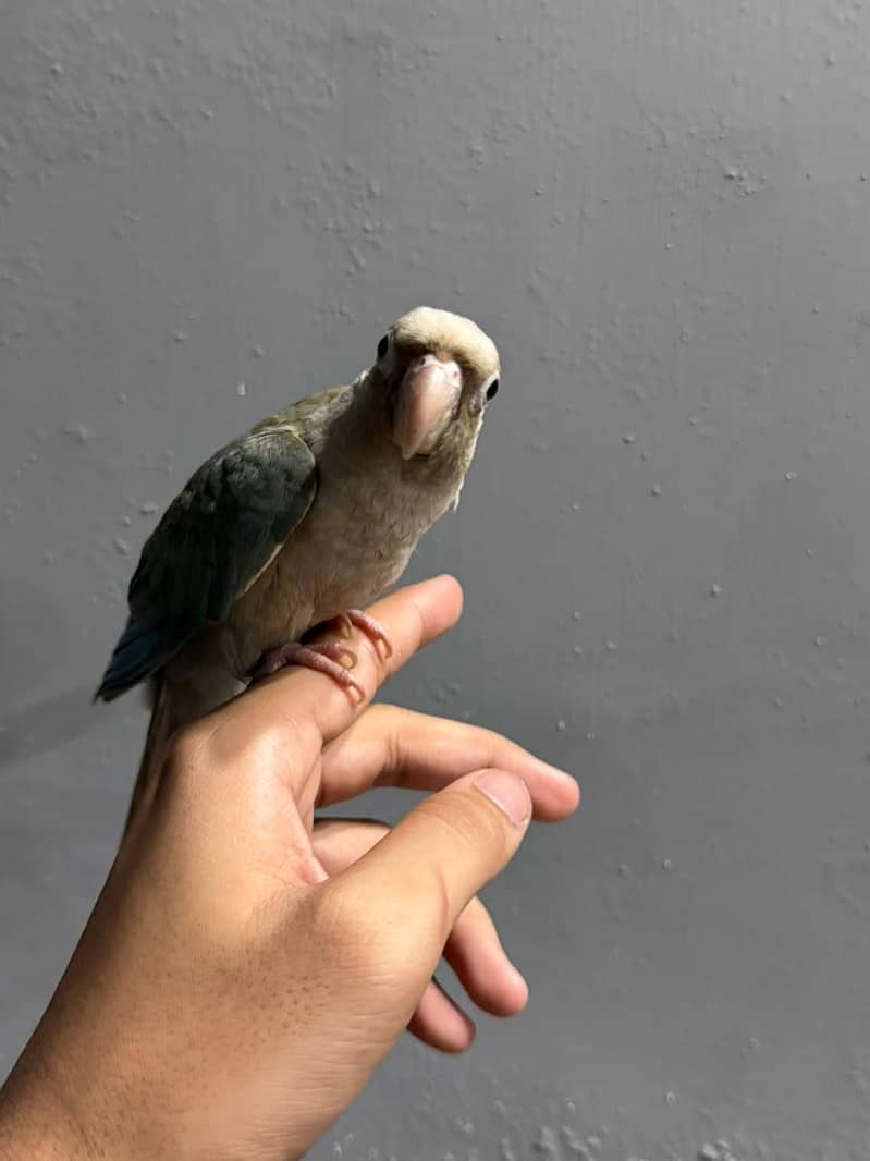 cinnamon conure/turquoise conure 4