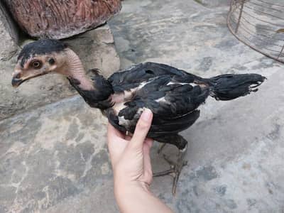 5 Aseel chicks for sale 3 month old