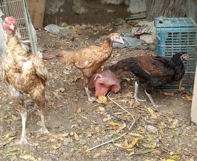 Aseel parir , Astrolope Male, buff pair