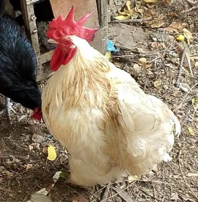 Aseel parir , Astrolope Male, buff pair