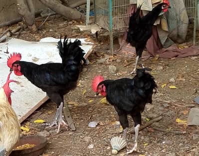 Aseel parir , Astrolope Male, buff pair