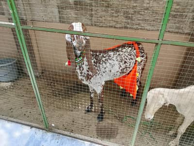 Makhi cheeni doodh wali bakri aur Desi bacha
