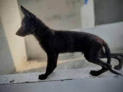 black German Shepherd show line puppy available