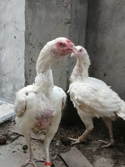Pure white Aseel Murgi urgent sale