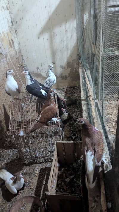 elegant pigeon
