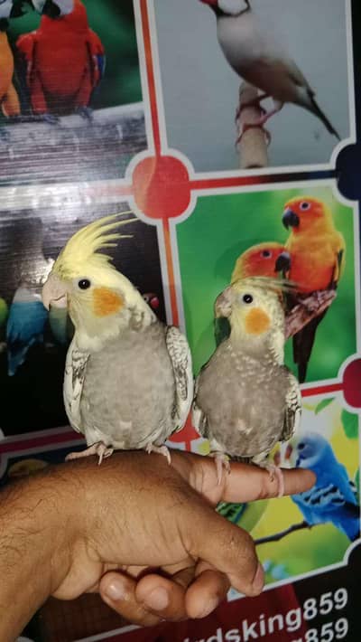 cocktail lovebirds Australian parrots dove Java conure