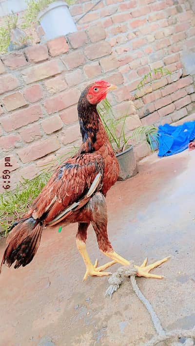 asleel murgi pair