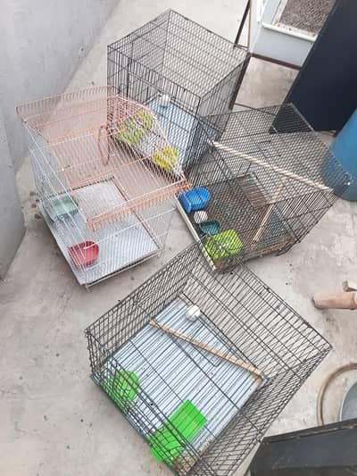 love birds cages for sale