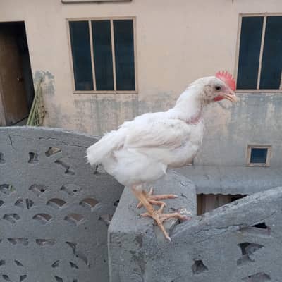 colour full chicks