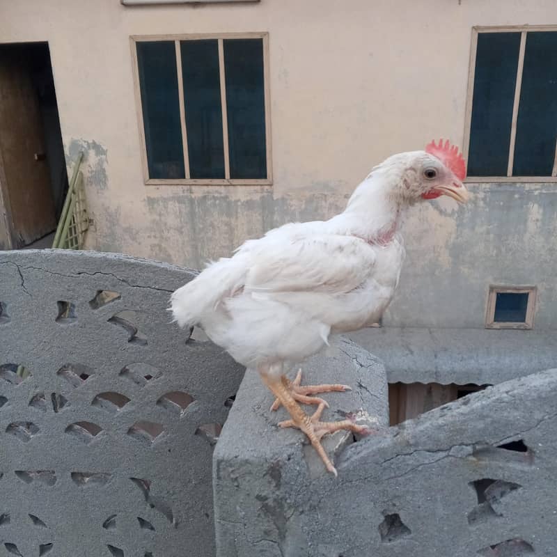 Broiler Chick 0