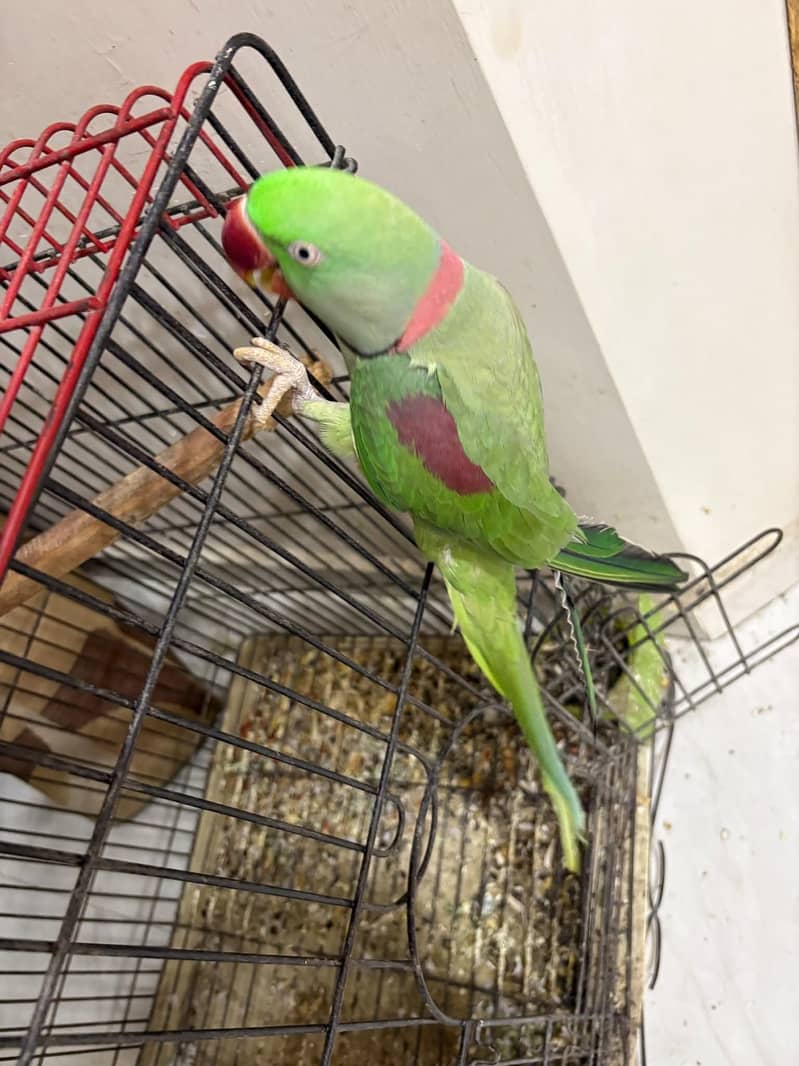 raw parrot male 1