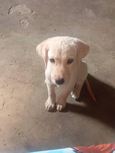 Labrador puppy for sale