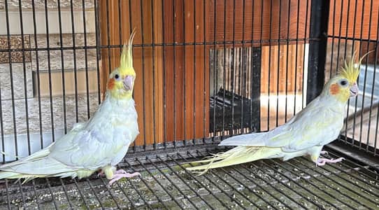 Cockatiel pair