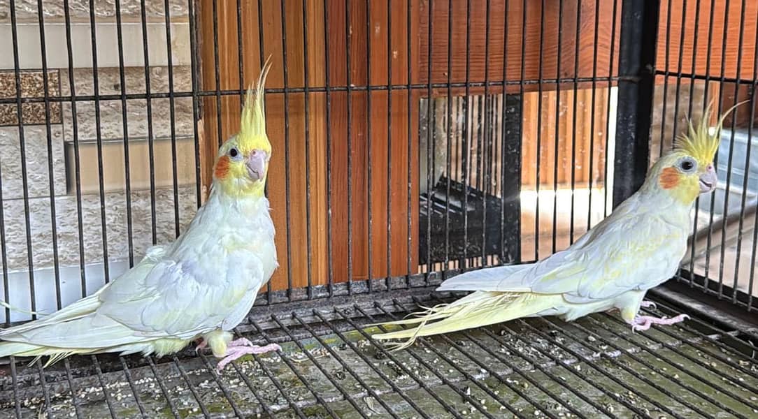 Cockatiel pair 0