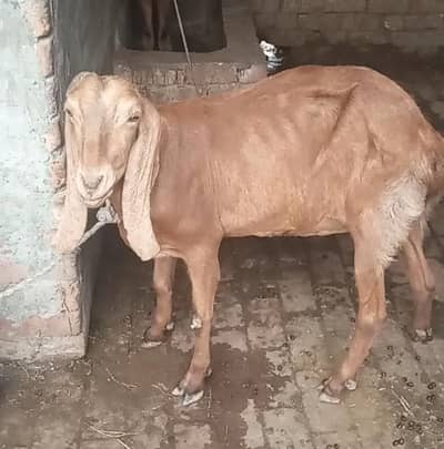 Goat with Two Femal kids