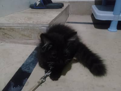 cat for adoption
