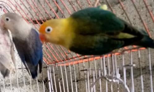 love birds parblue