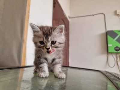 3 Cute Persian cats available for Sale - 6,500 per each