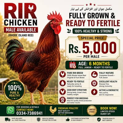Rhode Island Red (RIR) Heritage-Male