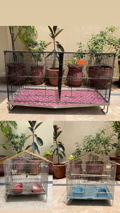 Bird Cages